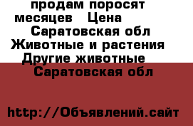продам поросят 5 месяцев › Цена ­ 4 000 - Саратовская обл. Животные и растения » Другие животные   . Саратовская обл.